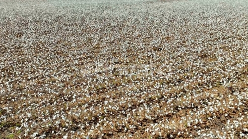 gingerella,destination lonely,wilson pickett,the five du tones,two runner,mariee siou,astral ruins,tommy james & the shondells